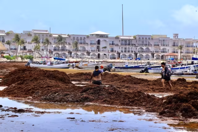 En la Riviera Maya hay más de 10 playas con abundante recale de sargazo este sábado 11 de junio, según la Red de Monitoreo de la macroalga