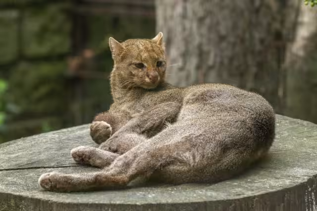 También llamado “gato nutria por las patas cortas y el cuerpo alargado