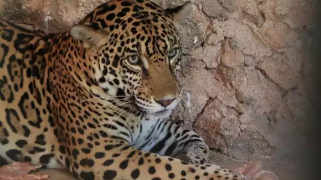 La presencia del felino contribuirá a que se siga fomentando la educación ambiental