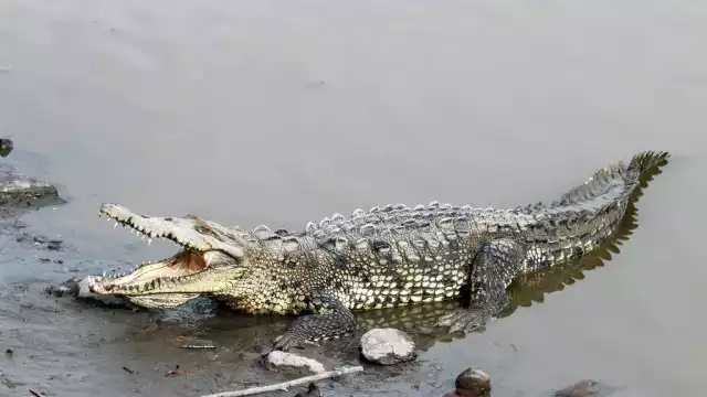 Se dice que el ejemplar de cocodrilo salió de la Laguna de Malecón Tajamar.