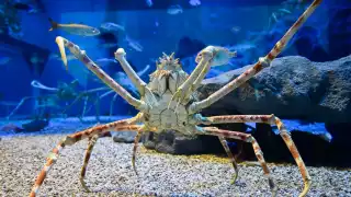 Al dirigirse hacia las aguas del Caribe, se enfrenta a una gran avenida de tránsito rápido