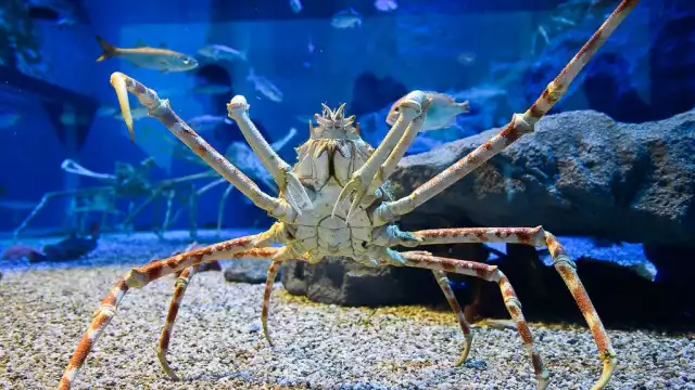Al dirigirse hacia las aguas del Caribe, se enfrenta a una gran avenida de tránsito rápido