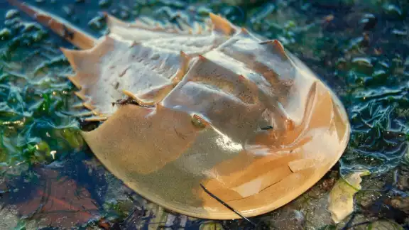 Los seres humanos son los principales depredadores del Limulus polyphemus y de contaminar el manglar Los seres humanos son los principales depredadores del Limulus polyphemus y de contaminar el manglar