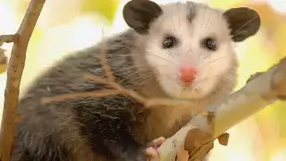 Tlacuaches: ¿Qué hacer si te encuentras uno?