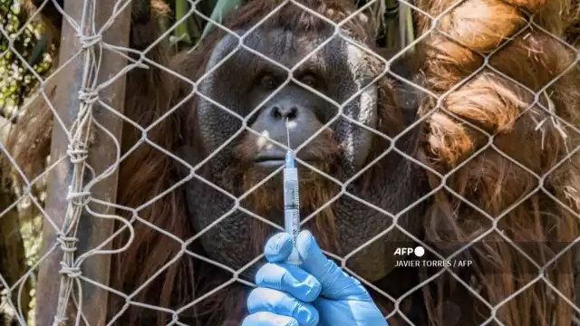 Varias especies de simios y de grandes felinos tienen más posibilidades de contagiarse, según informes de varios zoológicos