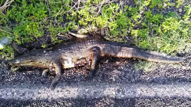 Los lagartos aparentemente fueron atropellados