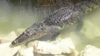 Biólogo rescata a cocodrilo  que fue arrojado a un cenote de Tizimín  