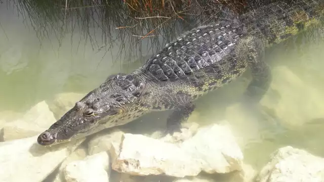 Dos jóvenes encontraron a un reptil de pantano y sin pensar lo arrojaron a un depósito de agua dulce