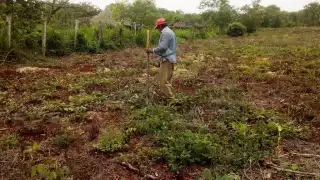 Eliodoro Mex (r), representante de los campesinos del ejido Kilómetro Cincuenta, dijo que hubo quien perdió hasta cuatro hectáreas sembradas de manera asociada