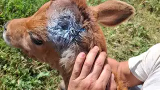 Sector ganadero de Campeche bajo revisión internacional por enfermedades pecuarias