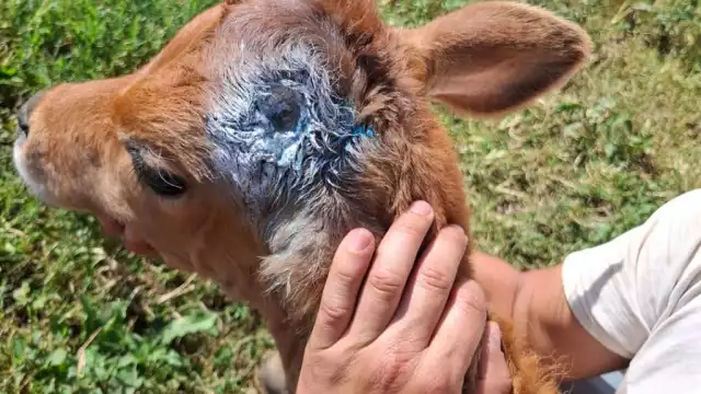 Veterinarios campechanos convocados para certificar ganado y frenar afectaciones