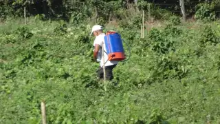 En breve se van a activar unos cursos para combatir los parásitos en los cultivos de la región, principalmente en cítricos.