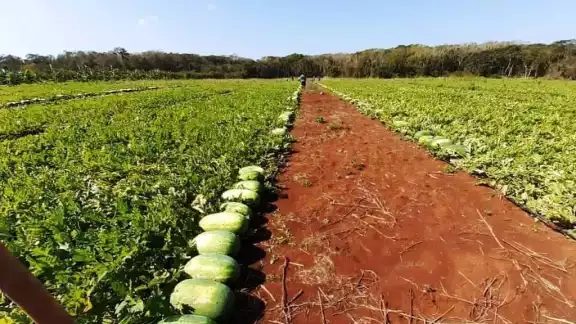 El año pasado, los agricultores fueron víctimas de fraude, y ahora tienen poco dinero.