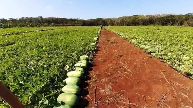 El año pasado, los agricultores fueron víctimas de fraude, y ahora tienen poco dinero.