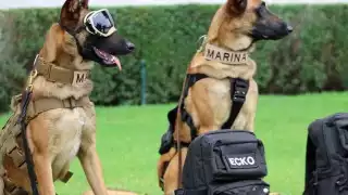 Max, el perro de la Marina que encontró a Rafael Caro Quintero