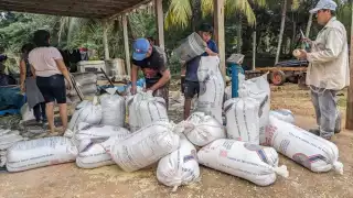 Unas 300 toneladas maíz requieren vender los productores de Puerto Arturo.