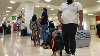 Los seis Américan Bully buscarán traer el triunfo para tierras del Caribe Mexicano, aseguraron sus dueños en el aeropuerto de Cancún