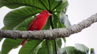 También se impartirá la conferencia “Contaminación lumínica: de las aves a las estrellas”
