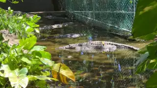 Autoridades ambientales recuperan terrenos de Crocu Cun; hay animales muertos