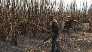 En Chetumal, Frente Frío 21 no paró la molienda de caña de azúcar