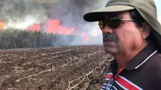 Quieren cosechar más de un millón de toneladas de caña en Quintana Roo