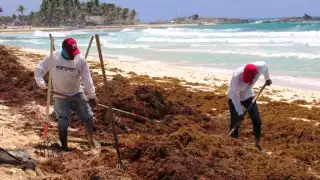 Zofemat recontrata a brigadistas para la limpieza de sargazo en playas de Cozumel