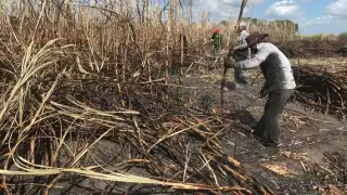 Aseguran 19 mil 732 hectáreas de caña contra incendios forestales en  la ribera del río Hondo