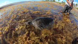 Pescadores rescatan a una tortuga atrapada entre el sargazo en Mahahual