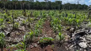 Los labriegos mencionan que las autoridades no hacen nada al respecto, porque éstos sí tienen un salario fijo, y ellos, no