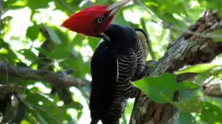 Existen al menos 15 tipos de aves de las que se tiene registro de avistamiento en el sur de Quintana Roo, sin embargo, te presentaremos las cinco más hermosas