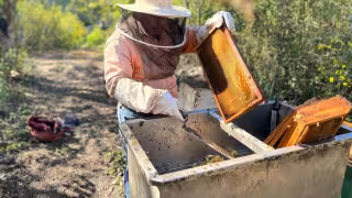 Arranca cosecha de miel en Hopelchén; lluvias de abril impulsan la producción