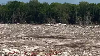 En febrero, Semarnat negó permisos a la empresa Salvamentos