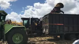 A la fecha se tienen cosechadas 710 mil toneladas de caña