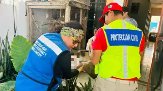 Atropellan a venado hembra en la avenida Universidades en Playa del Carmen