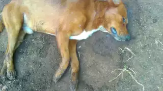 Esta es la segunda ocasión en la que aparecen animales envenenados en el municipio, por lo que pobladores piden castigo