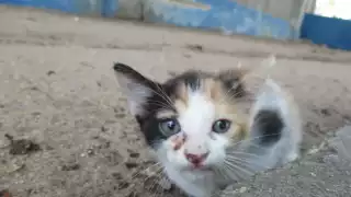 ¿Sabías que el maltrato animal es delito en Campeche? Estas son las penas y multas