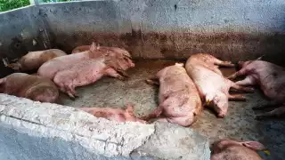 El problema es que, como está haciendo mucho calor, esa carne al día siguiente empieza a emanar cierto olor fetido