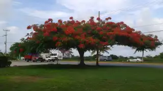 Este árbol embellece algunas zonas de Cancún, como el Boulevard Luis Donaldo Colosio