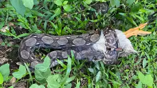 La serpiente podría ser llevada al Zoológico La Reina en Tizimín