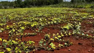 En Chunchintok, Hopelchén más de 500 hectáreas de chigua en riesgo por falta de lluvia 
