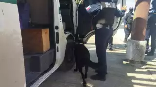 Durante la inspección de seguridad el canino de la Unidad K9 realizó un marcaje sobre un pasajero