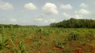 Aseguran que el calor intenso empieza a marchitar las plantas de maíz