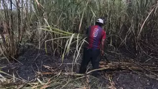 La zafra será más larga de lo que se tenía contemplado, pues planeaban terminar el 18 de mayo