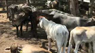 El ganado fue retornado a Quintana Roo y fue llevado a la Estación Cuarentenaria de Subteniente López