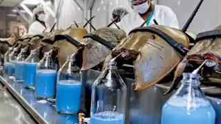 Cacerolita de Mar: El animal prehistórico de sangre azul que se extingue en Bacalar