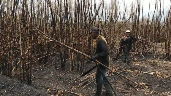 A pesar de haber detenido la molienda por 3 días, las toneladas de caña de azúcar son aceptables