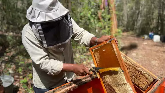 Apicultores de Francisco J. Mújica reportan buen año por la abundante vegetación Apicultores de Francisco J. Mújica reportan buen año por la abundante vegetación