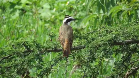El promedio de zonas forestales críticas en Campeche es de los más altos en México, según datos de la Profepa El promedio de zonas forestales críticas en Campeche es de los más altos en México, según datos de la Profepa