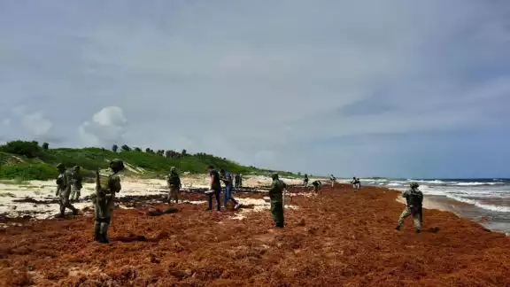Encuentran paquetes de droga entre el sargazo en Cozumel