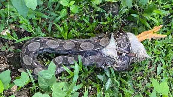 La serpiente podría ser llevada al Zoológico La Reina en Tizimín La serpiente podría ser llevada al Zoológico La Reina en Tizimín